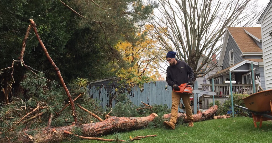 tree removal expert cutting down a tree in a yard