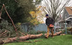 tree removal project