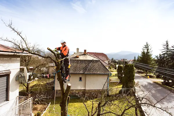 man in tree cutting branches during tree removal