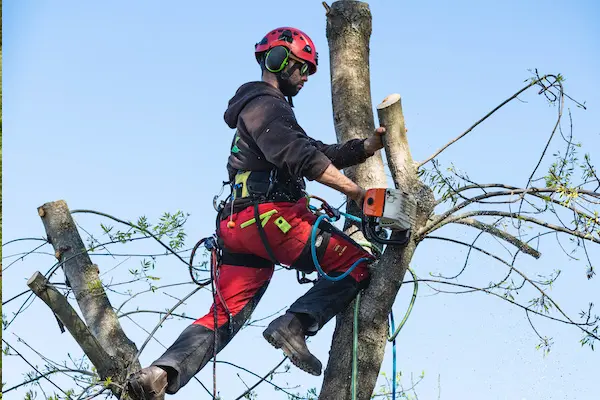 tree specialist in tree performing service by trimming branches