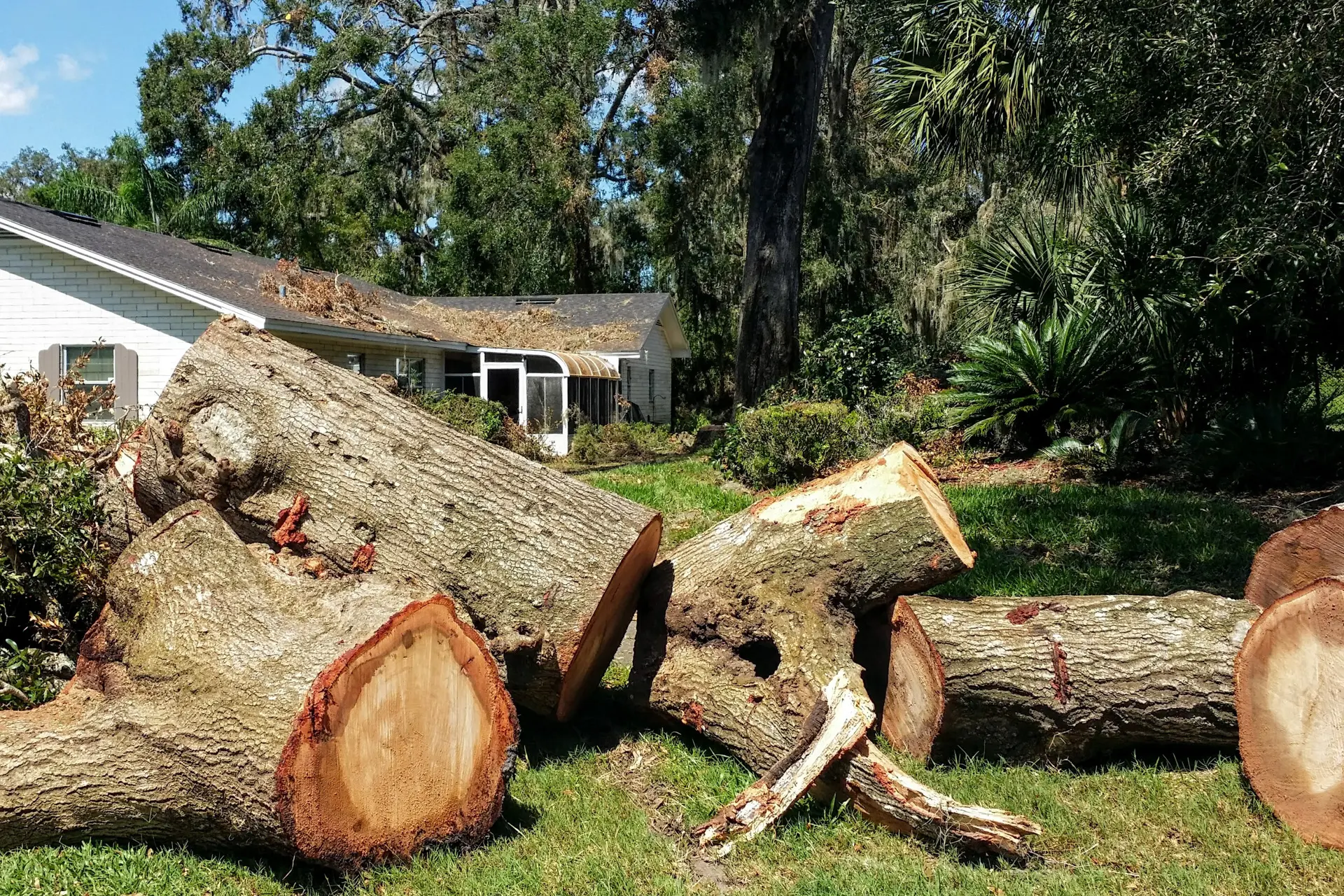 tree trunks after tree cut down